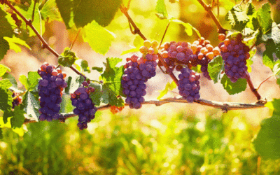 復活期第五主日