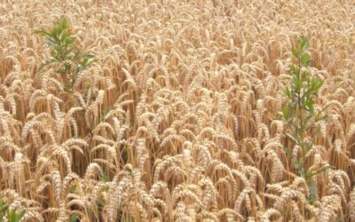 常年期第十六主日