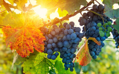 復活節第五主日