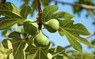 四旬期第三主日