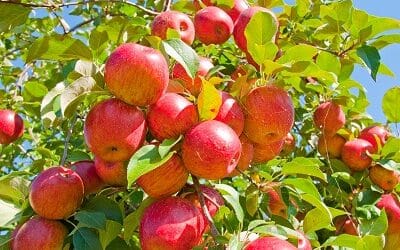 常年期第八主日